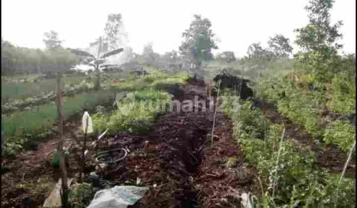 Jual Murah Tanah Perkebunan di Landasan Ulin Luas 4.080M2 ,Dkt Bandara