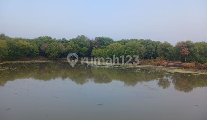 Jual Tambak Udang Produktif di Cemandi Sedati Sidoarjo