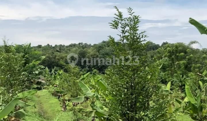 Dijual dan Disewakan Tanah Sudah SHM Area Parung Panjang