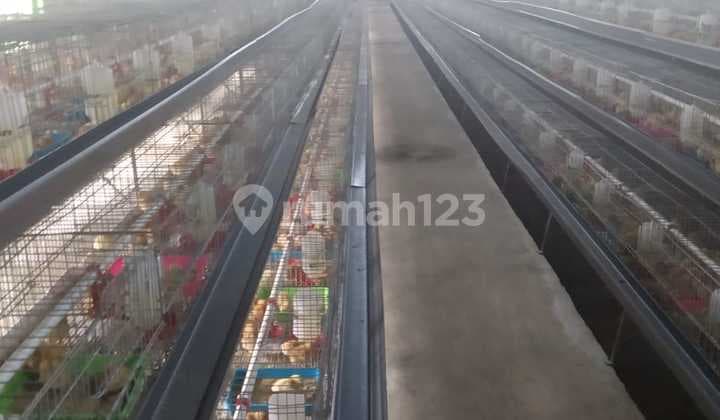 Dijual Cepat Tanah/Kavling Peternakan Ayam Babat,Legok Tangerang Regency LT : 3,1 Ha ( 31.000 M2 ) Lebar 150 M2 Bentuk: Persegi Panjang Hadap: Selatan bisa Beli Min 0,5 Ha - 3,1 Ha Kontainer 40 Feet SHM Harga : 2,2 Jt/M2 Total Harga 68 M Nego