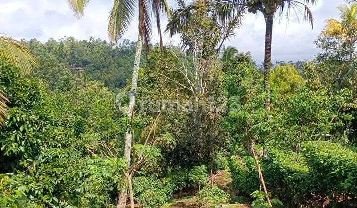 Di Jual Tanah di Sai Pupuan Tabanan Bali Luas Tanah 10,200 m2 ( 102 Are ) Sertifikat SHM Tanah yang subur serta dikelilingi hutan & sungai. Akses Jalan lebar, bisa dilalui mobil dan motor. Harga per ARE rp 15 jt / are Total Harga 1,5 M Nego