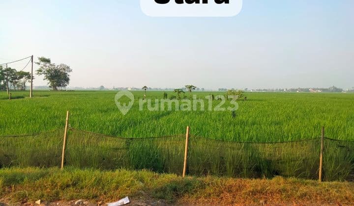 Di Jual Tanah Sawah Produktif Di Kp Selang Pebayuran Bekasi Jabar Sertifikat Shm Lt 5.200 M² , Sawah Produktif Panen Per 3 Bulan Hasil Panen Bagus Pengairan Baik. Akses Sawah Masuk Mobil. Tanah Sekitar Persawahan Dan Rumah Penduduk Harga 600 Jt nego