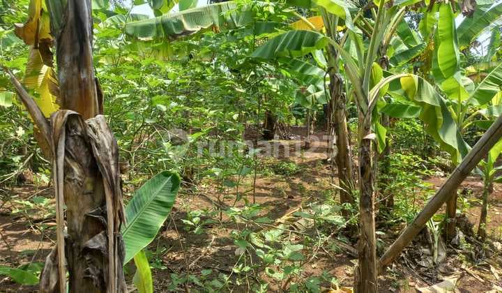 For Sale Garden/Land in Cibinong, 5 Minutes to CCM, Bogor