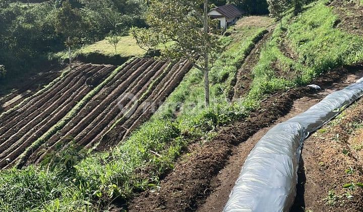 Dijual Tanah 226 Are View Gunung Di Baturiti Tabanan Ism