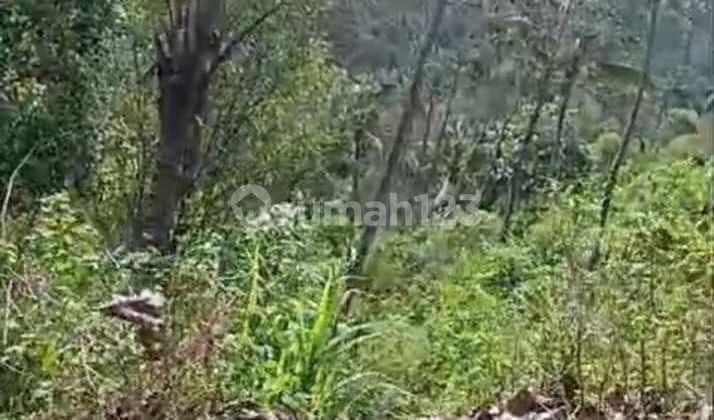 Dijual Tanah 4.8 Ha View Laut Dan Gunung Di Jembrana Yanto