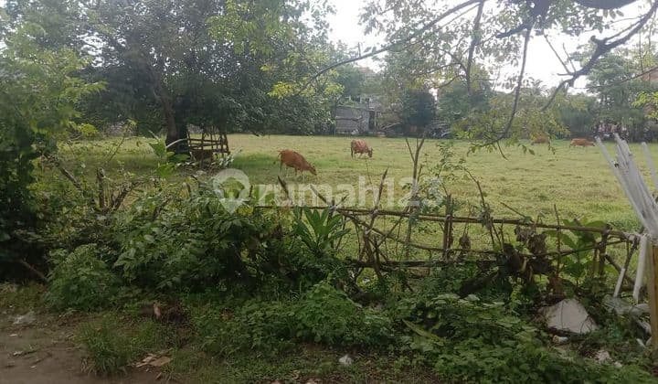 Dikontrakkan Tanah 4280 m² SHM Di Renon GP