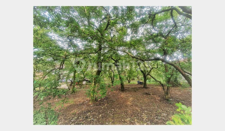 Tanah Murah di Rangkapan Jaya Akses Dekat Tol Sawangan 1