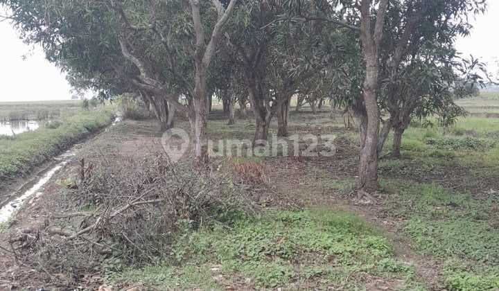 Jual Cepat Tanah Padat 1.8ha Di Krangkeng Indramayu Cirebon