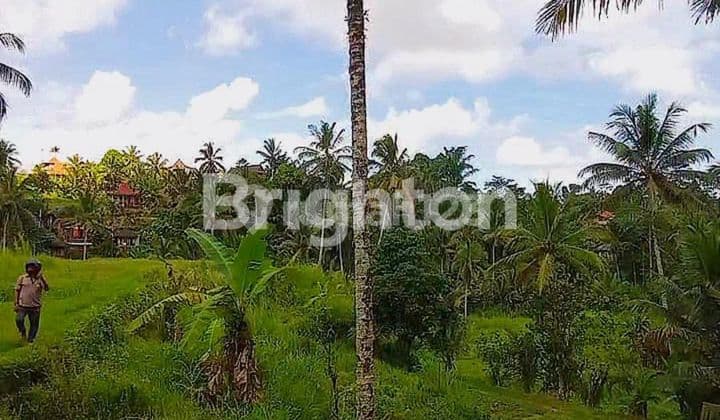 Freehold Tanah Kavling Dibawah Pasar di Tegallalang Gianyar Bali