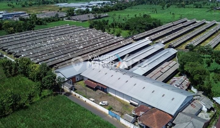 Peternakan Telur Siap Pakai, Investasi Menjanjikan, Bedali, Lawang