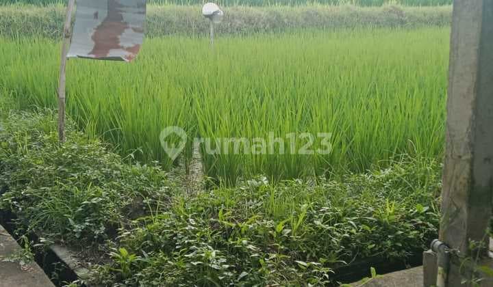 Tanah Jual Lokasi Pejeng