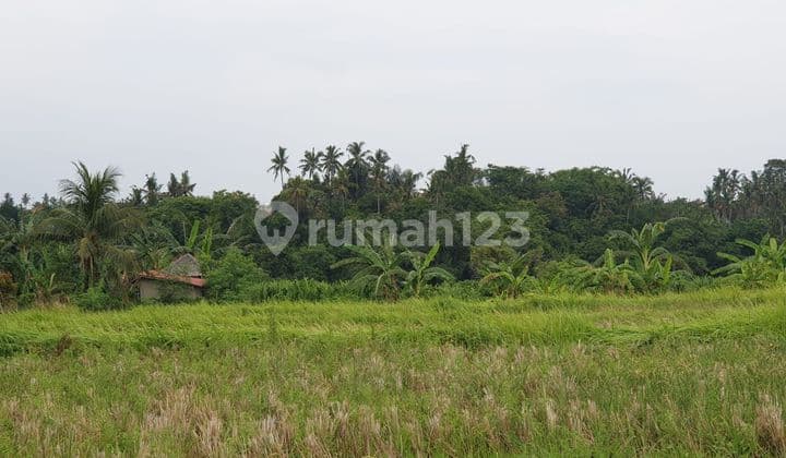 Tanah Jual Lokasi Kemenuh