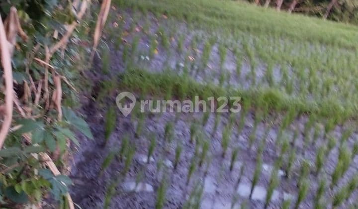 Tanah Jual Lokasi Kedungu
