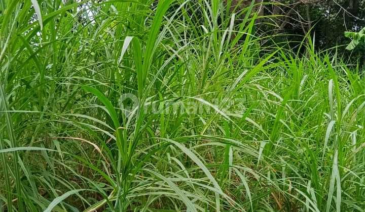 Tanah Jual Lokasi Lodtunduh