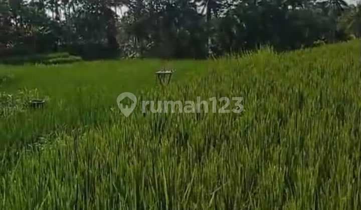 Tanah Jual Lokasi Ubud
