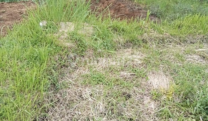 Tanah Jual Lokasi Pejeng