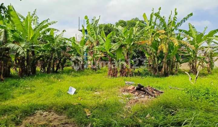 Termurah Tanah Lokasi Premium di Jl Bumbak Umalas Kerobokan Canggu