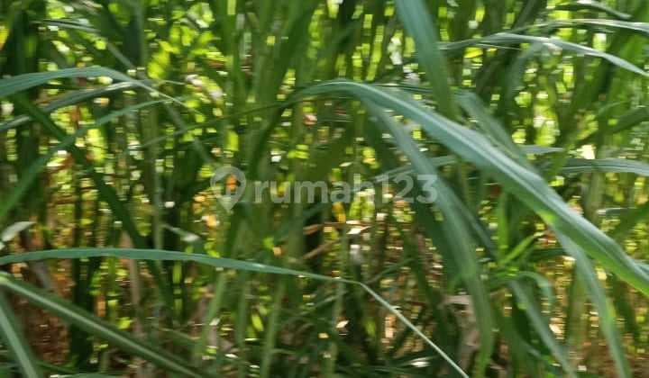 Tanah Strategis 2 Are Di Kedonganan Dekat Ke Bandara
