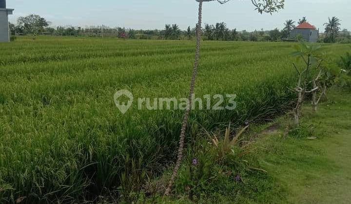 PASTI CLOSING DI SEWAKAN TANAH LOKASI SESEH MENGWI BADUNG
