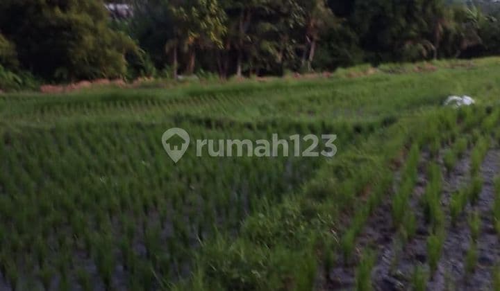 PASTI CLOSING DI JUAL TANAH RIVER SIDE VIEW SAWAH LOKASI KEDUNGU BELALANG TABANAN