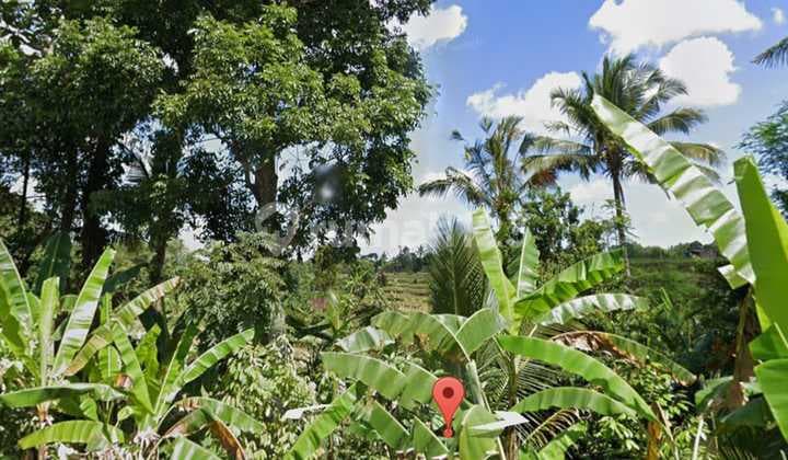Certainly Closing For Rent Rice Field View Location Senganan Penebel Tabanan