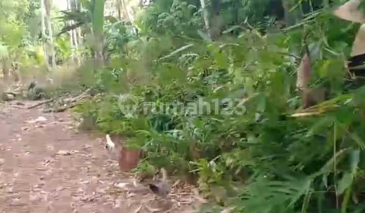 Certainly Closing For Rent Land Loss River Location Mas Ubud Gianyar