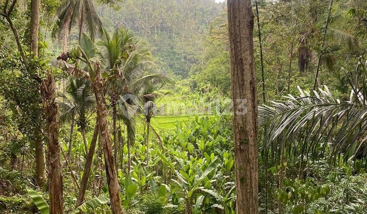 PASTI CLOSING DI SEWAKAN TANAH VIEW SAWAH PAYANGAN UBUD GIANYAR