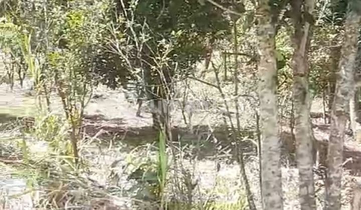 PASTI CLOSING DI JUAL TANAH VIEW DANAU LOKASI BUBUNG KLAMBU BATUR TENGAH KINTAMANI BANGLI