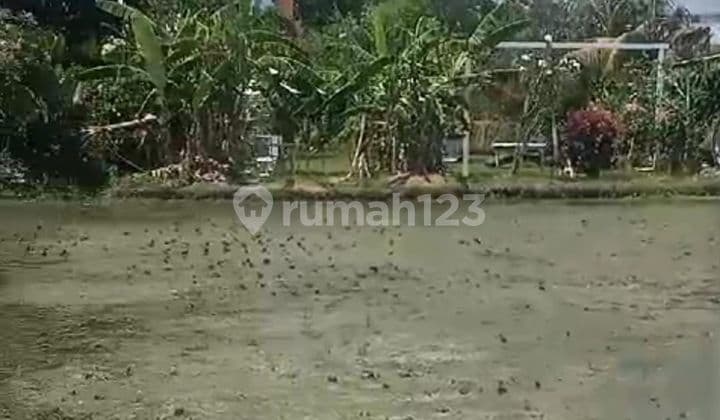 SURELY CLOSED FOR RENT LAND IN KAYU TULANG CANGGU NORTH KUTA BADUNG LOCATION