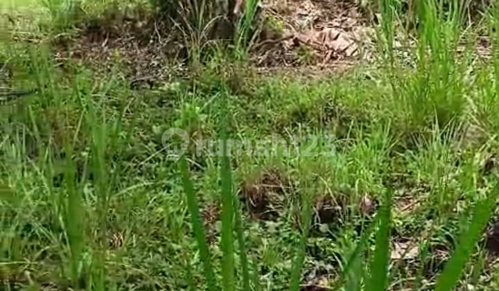 Pasti Closing Di Sewakan Tanah Pinggir Jalan Lokasi Gentong - Kenderan Ubud Gianyar