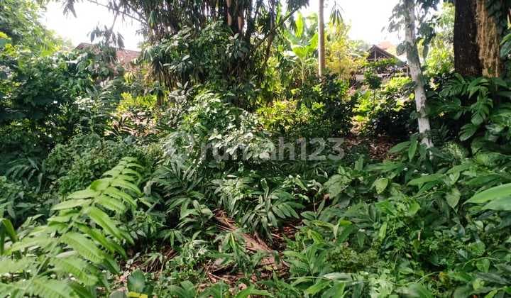 Pasti Closing Di Sewakan Tanah View Sawah Lokasi Pejeng Sanding Ubud Gianyar