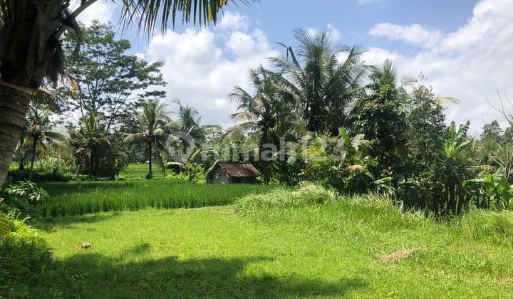 PASTI CLOSING DI JUAL TANAH VIEW SAWAH & HUTAN LOKASI PEJENG UBUD GIANYAR