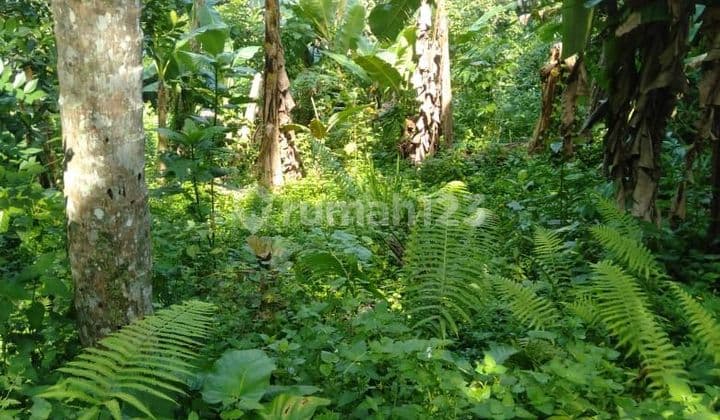 PASTI CLOSING DI JUAL TANAH LOKASI KELIKI TEGALLALANG UBUD GIANYAR