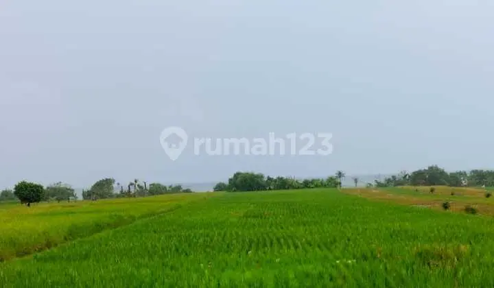 Pasti Closing Di Jual Tanah Loss Pantai View Laut Lokasi Pasut Tibu Biu Kerambitan Tabanan