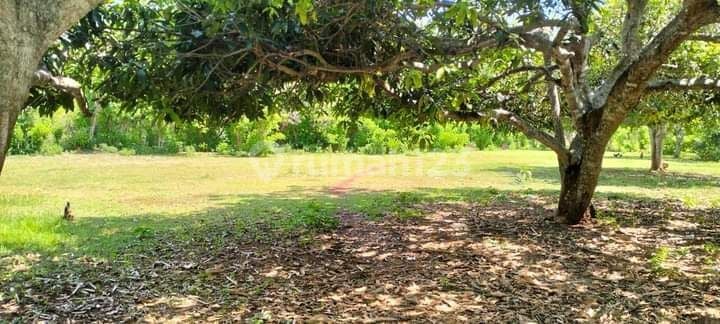 CERTAIN SALE CLOSING LAND LOCATION GUNUNG PAYUNG KUTUH SOUTH KUTA BADUNG
