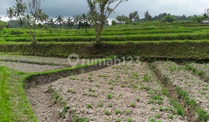 Pasti Closing Di Jual Tanah View Sawah Lokasi Buahan Payangan Ubud Gianyar
