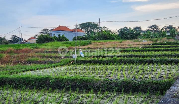 Tanah Murah Dekat Pantai Seseh Dengan View Sawah