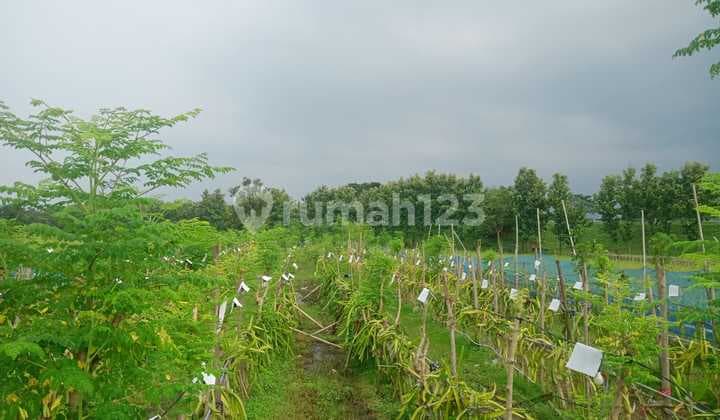 Tanah Kebun Mainroad Deket Tol Kertajati Shm Bonus Usaha Aktif