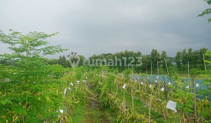 Tanah Kebun Mainroad Deket Tol Kertajati Shm Bonus Usaha Aktif