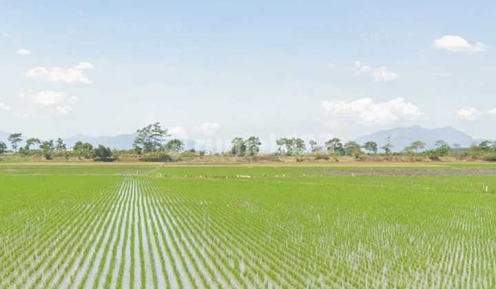 Tanah Sawah Depan Smpn 1 Bojongsoang Rancaoray Kab Bandung