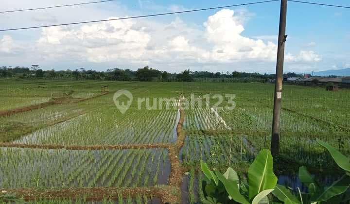 Dijual Cepat Tanah Luas Zona Hijau Dibanyumas