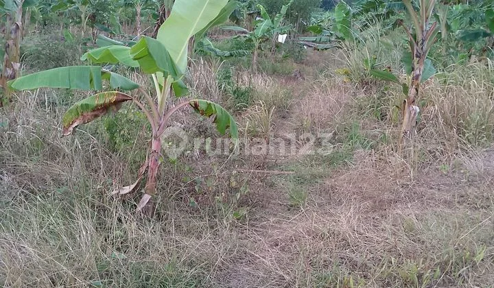 Lahan Murah SHM Pandeglang LT 8500xxxx Ha Banten Lahan Murah SHM Pandeglang LT 8500xxxx Ha Banten