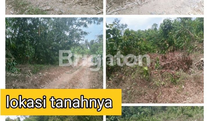 Butuh Segera! Tanah murah di Lebak