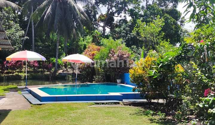 Rumah Tanah Besar Di Sagrat Dengan Kolam Renang