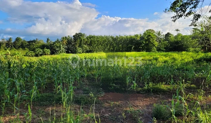 Tanah Besar 4,6ha, Murah Hanya 5 Menit Dari Boulevard 2 Manado