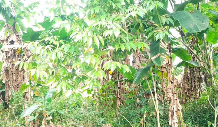 Tanah Kavling Lt 675mtr2 Di Konsilidasi Manado, Cocok Bikin Gudang Dan Rumah Tinggal.tingg