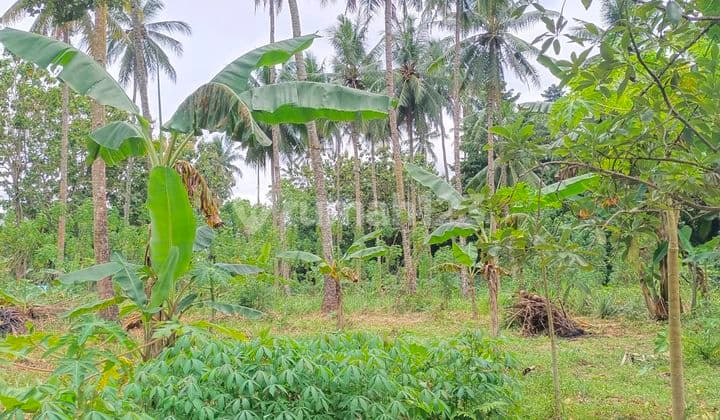 Tanah Luas 5.800mtr2 Di Konsilidasi Harga Dibawah Rata2, 375rb/mtr2.