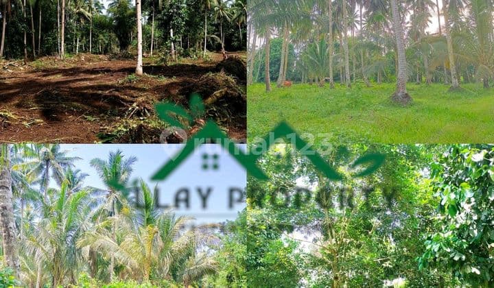 Tanah Kebun Rata, Murah, Jalan Aspal 2 Mobil Luas 1,2 Ha Cocok Utk Tinggal, Berkebun, Ataupun Buat Perumahan Di Minut