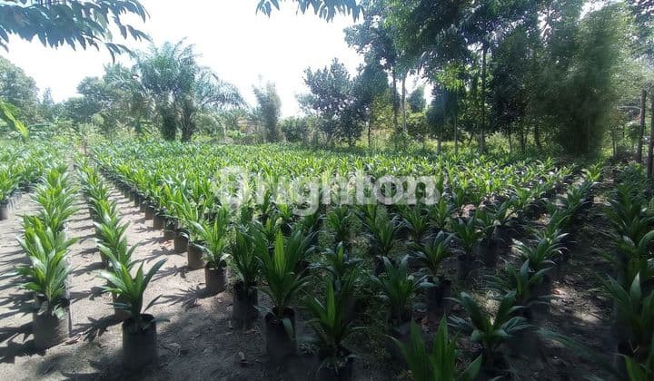 Affordable Land Plots