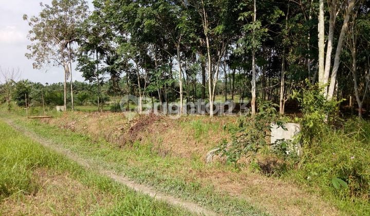 tanah luas 3000 jln matoa